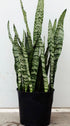 Snake Plant 'Zeylanica'