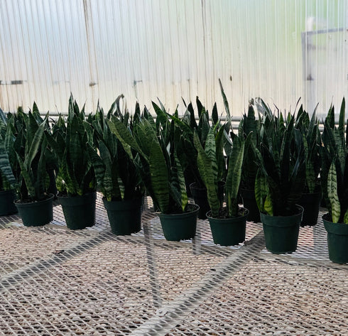 Snake Plant 'Zeylanica'