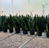 Snake Plant 'Zeylanica'
