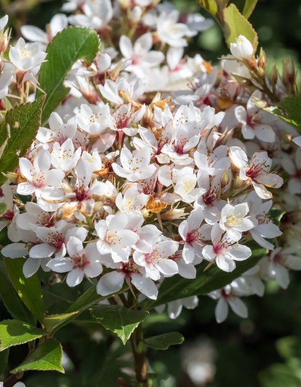 Snow White Indian Hawthorn Shrub