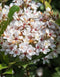 Snow White Indian Hawthorn Shrub