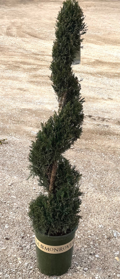 Spiral Spartan Juniper