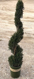 Spiral Spartan Juniper