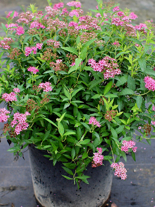 Spirea 'Anthony Waterer'
