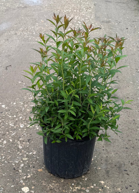 Spirea 'Anthony Waterer'