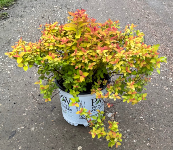 Spirea 'Candy Corn'