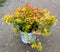 Spirea 'Candy Corn'