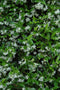 Star Jasmine