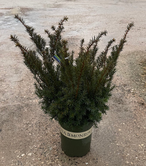 Taxus Densiformus Yew
