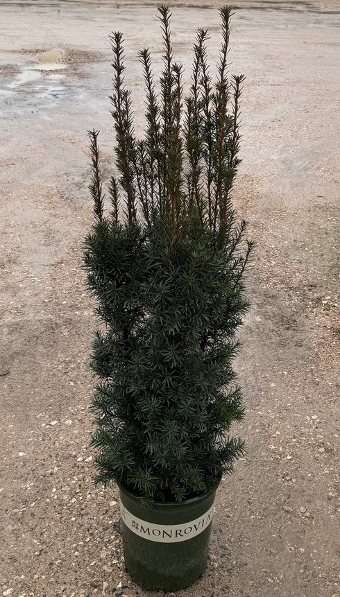 Taxus Hicks Yew