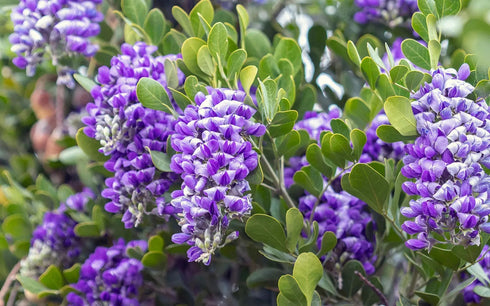 Texas Mountain Laurel