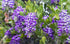 Texas Mountain Laurel
