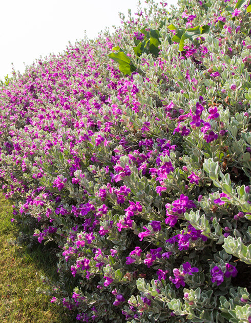 Texas Sage Green Cloud