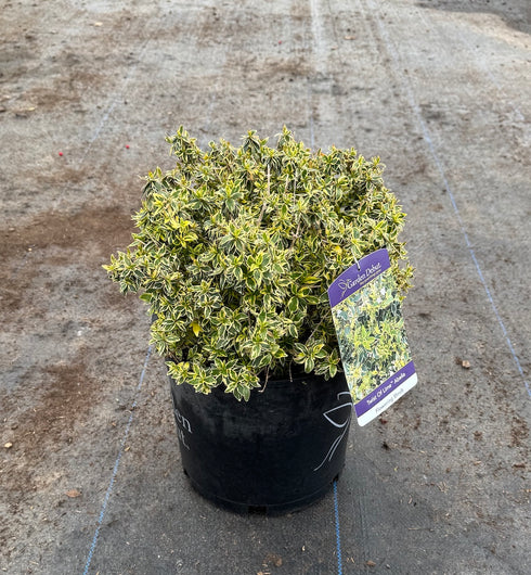 Abelia Twist of Lime