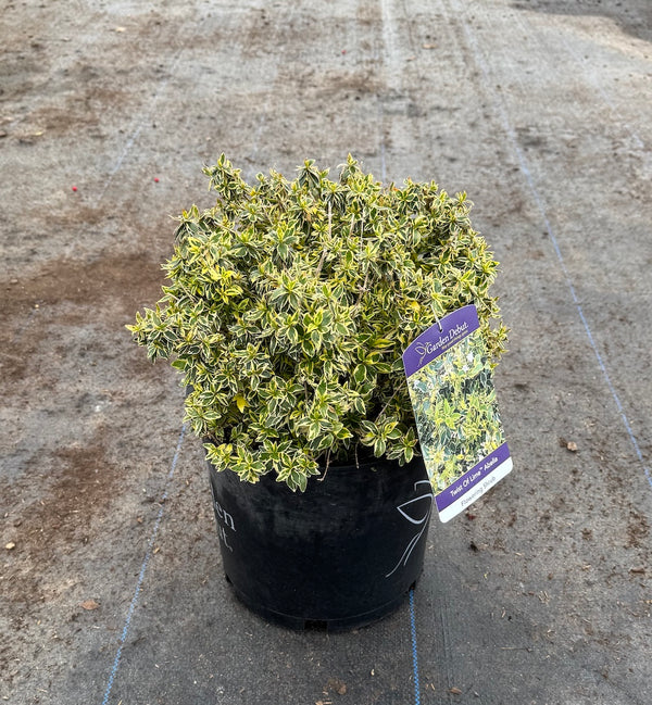 Abelia Twist of Lime