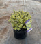Abelia Twist of Lime