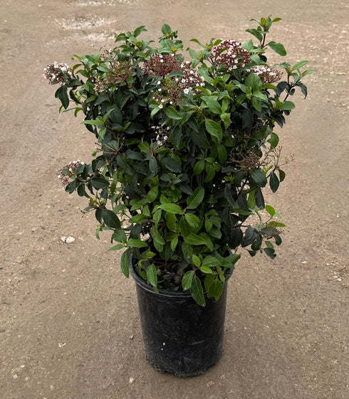 Viburnum 'Spring Bouquet'