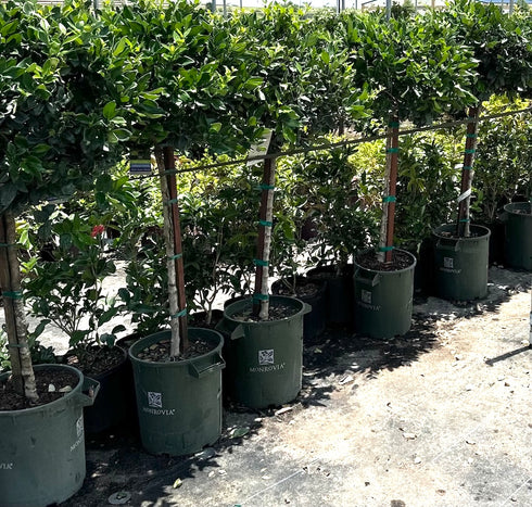 Patio Wax Ligustrum