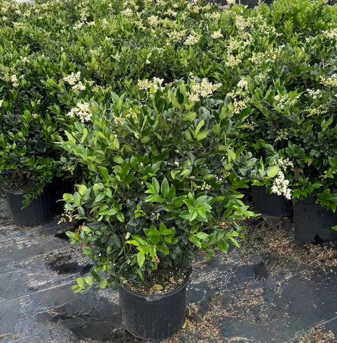 Waxleaf Ligustrum