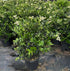 Waxleaf Ligustrum