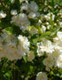 White Lady Banks Climbing Rose