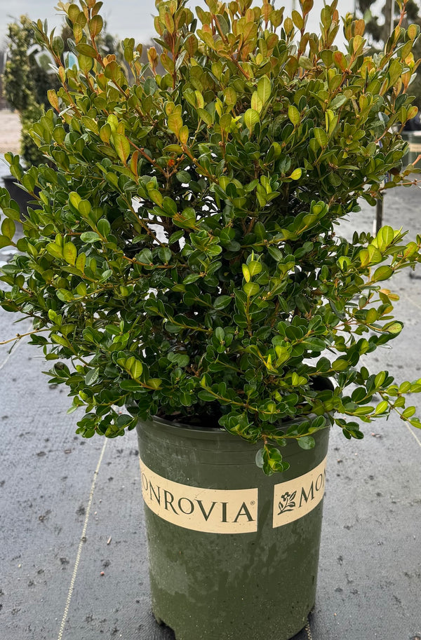 Boxwood Winter Gem