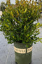 Boxwood Winter Gem