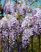 Wisteria Amethyst Falls
