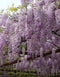 Wisteria Chinese Purple