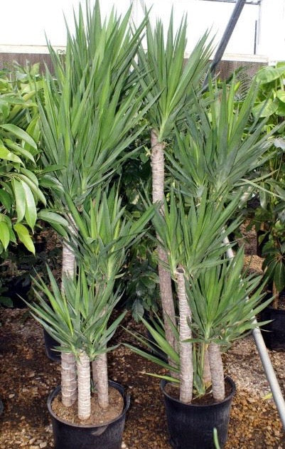 Yucca Cane