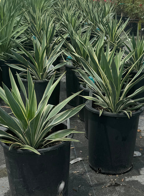 Gloriosa Yucca (Variegated Spanish Dagger)