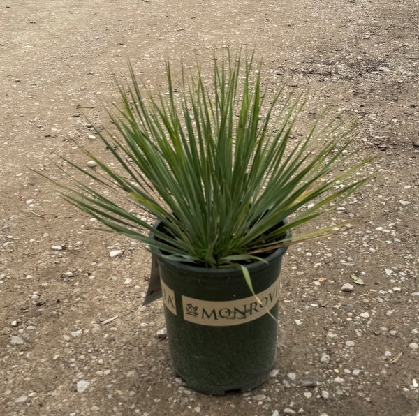 Yucca Rostrata