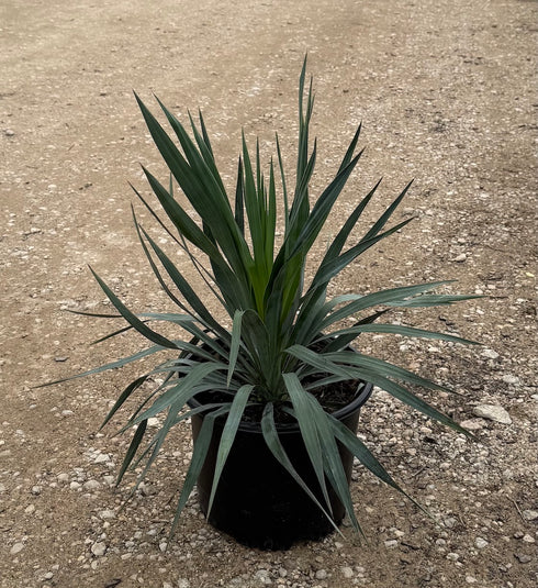 Yucca Soft Leaf