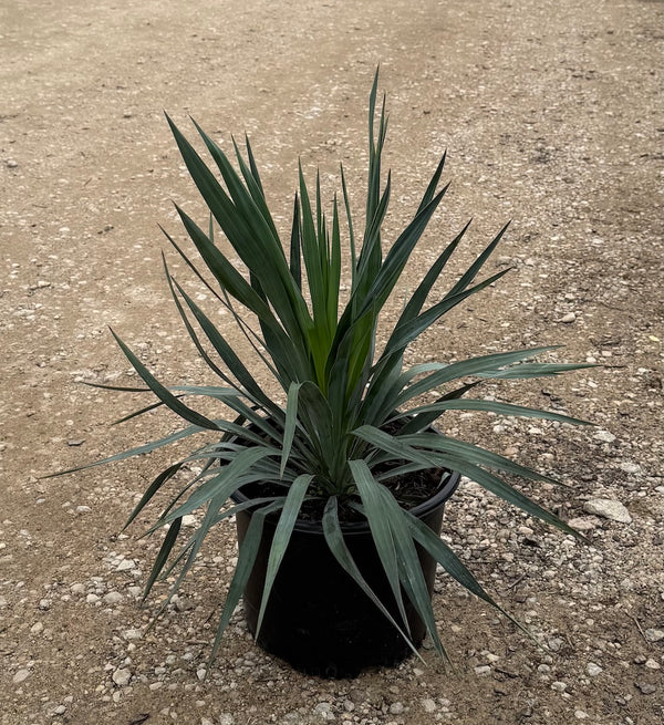 Yucca Soft Leaf