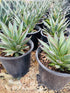 Agave 'Blue Glow'