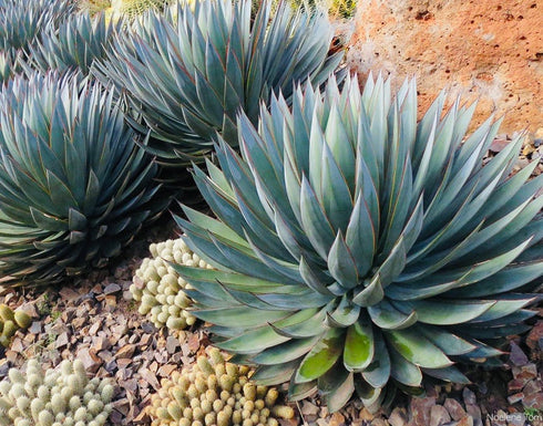 Agave 'Blue Glow'