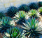 Agave 'Blue Glow'