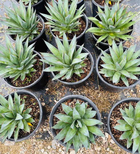 Agave 'Blue Glow'