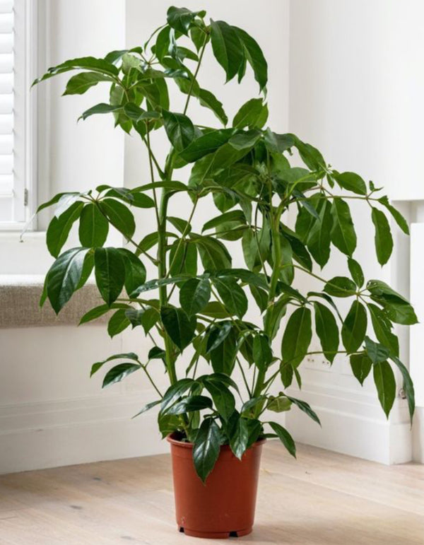 Australian Umbrella Tree