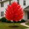 Autumn Blaze Maple
