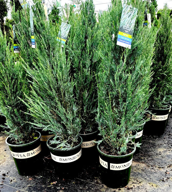 Blue Arrow Juniper