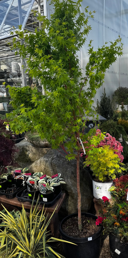 Japanese Maple Coralbark