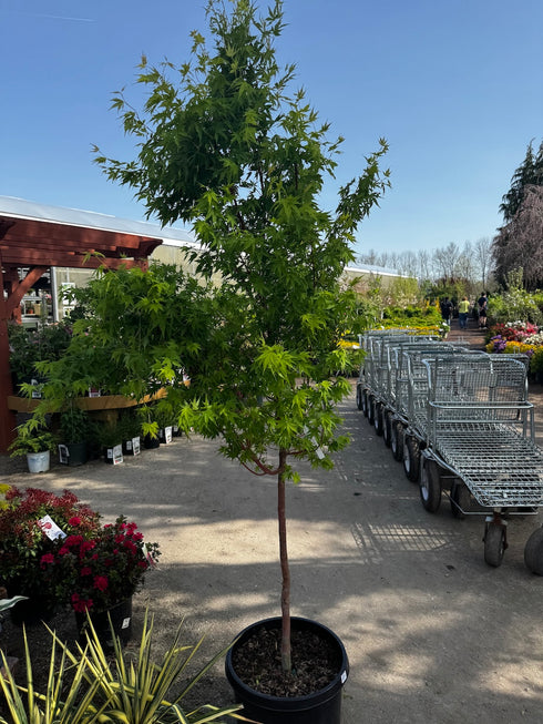 Japanese Maple Coralbark