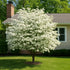 Dogwood White