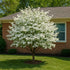 Dogwood White