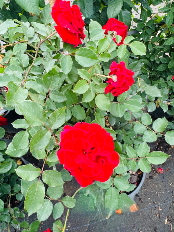 Don Juan Climbing Rose