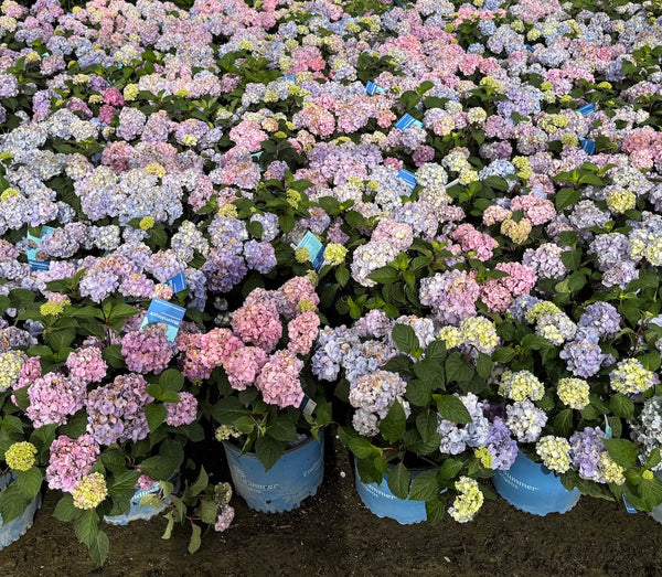 Hydrangea Endless Summer