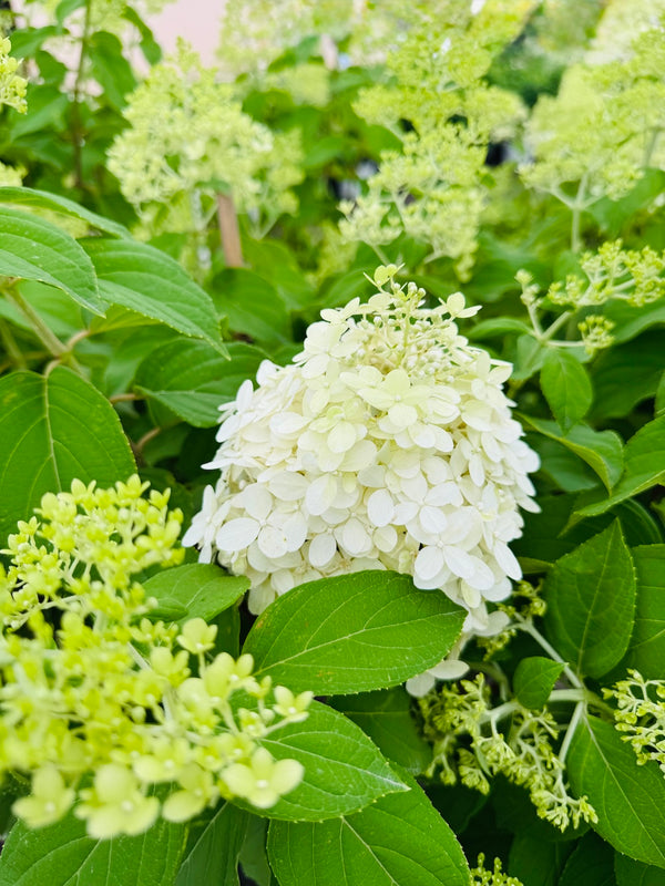 Hydrangea Limelight