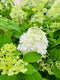 Hydrangea Limelight
