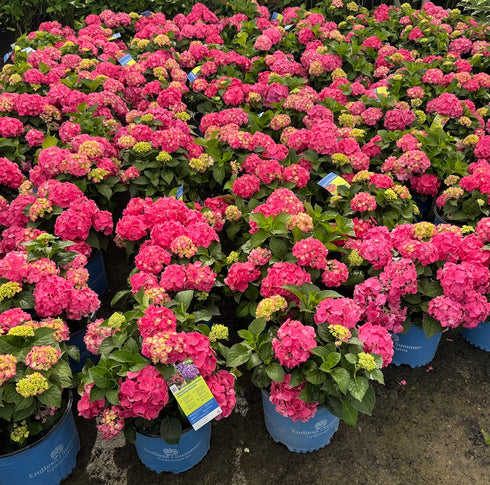 Hydrangea Endless Summer